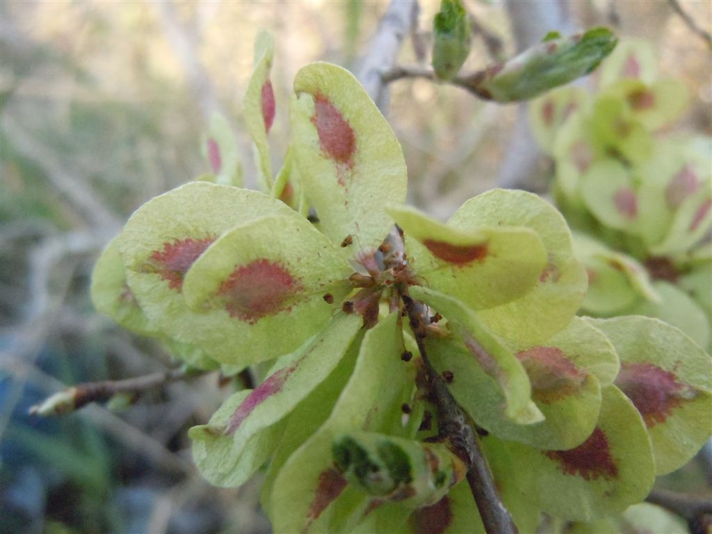 Alberello da identificare - Ulmus cfr. minor Miller